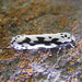 Ethmia pusiella - Photo (c) purperlibel, some rights reserved (CC BY-SA), uploaded by purperlibel