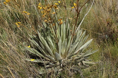 Espeletia boyacensis