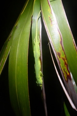 Anolis smaragdinus
