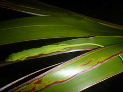 Anolis smaragdinus