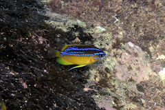 Mecaenichthys immaculatus