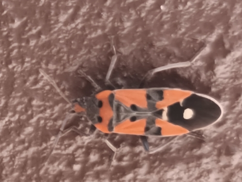 Black-and-Red Bug