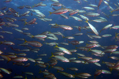 Trachurus novaezelandiae
