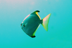 Monodactylus argenteus