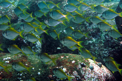 Schuettea scalaripinnis