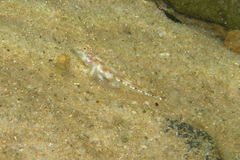 Nesogobius