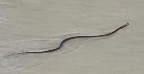 Eastern Brown Snake sighting