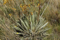Espeletia boyacensis