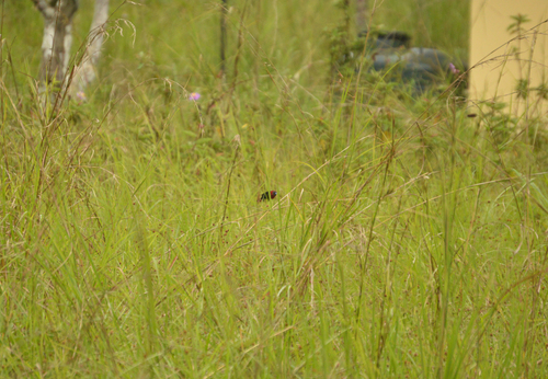 iNaturalist image