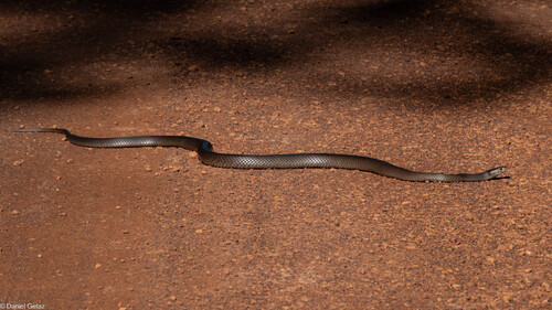 Mainland Dugite sighting