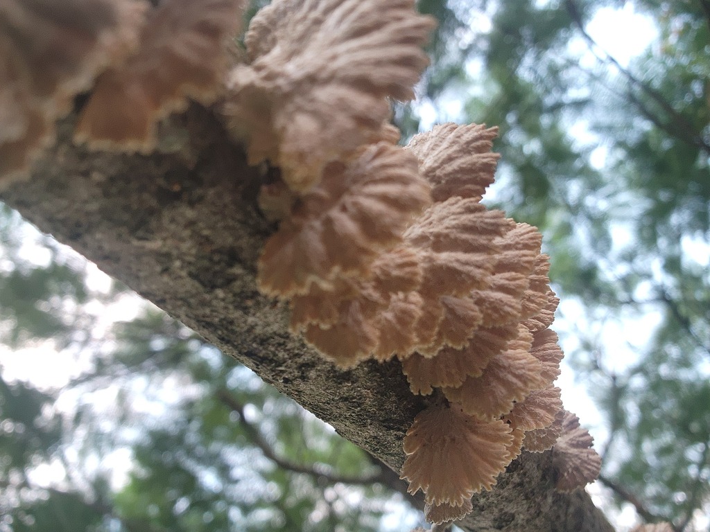 Schizophyllum commune · April 2025 · photo: © natashataylor (iNaturalist, cc-by)