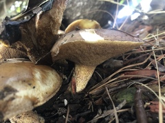 Suillus pungens