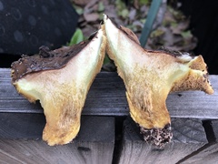 Suillus pungens