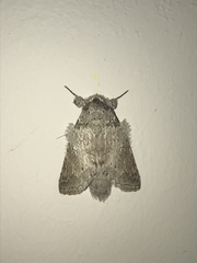 Rifargia distinguenda