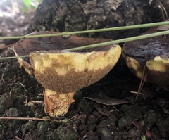 Suillus pungens