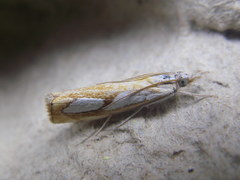 Catoptria pinella