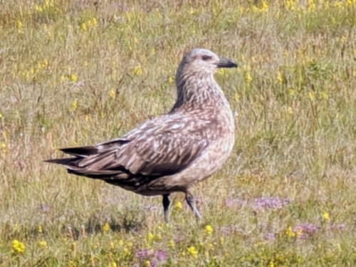 Págalo grande (Stercorarius skua)