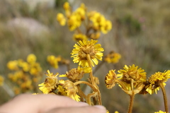 Espeletia boyacensis
