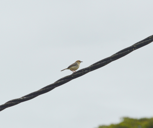 iNaturalist image