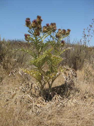 iNaturalist observation photo of Artichoke Thistle