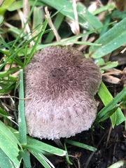 Tricholoma terreum