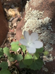 Pavonia leptocalyx