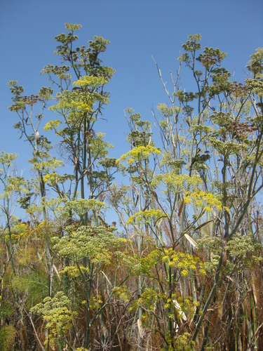 iNaturalist observation photo of fennel