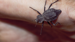 Philolithus aegrotus