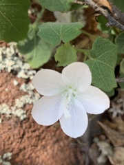 Pavonia leptocalyx