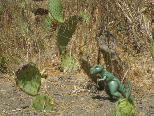 iNaturalist observation photo of Coastal Pricklypear