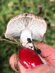 Tricholoma terreum