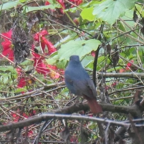 Plumbeous Water Redstart