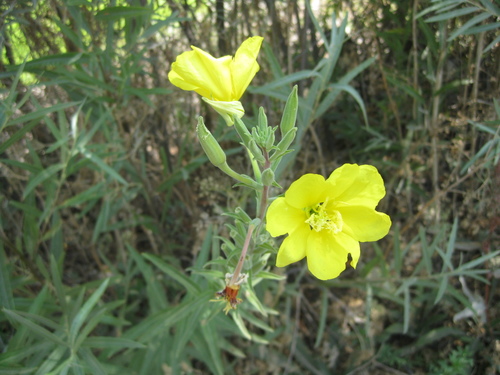 iNaturalist observation photo of tall evening primrose