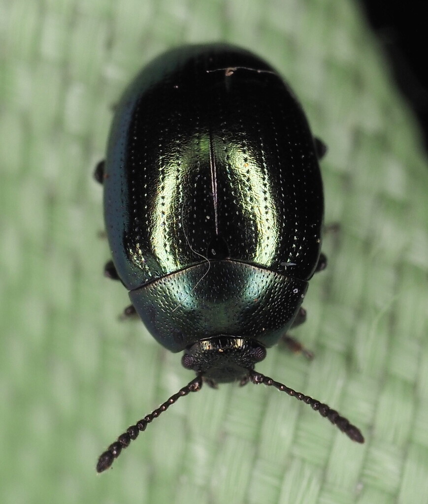 Phaedon viridis