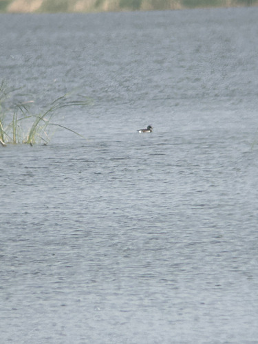 Baer's Pochard