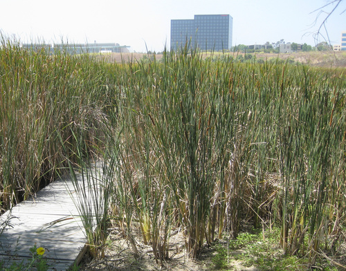 iNaturalist observation photo of grasses, sedges, cattails, and allies