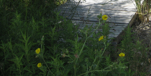 iNaturalist observation photo of bristly oxtongue