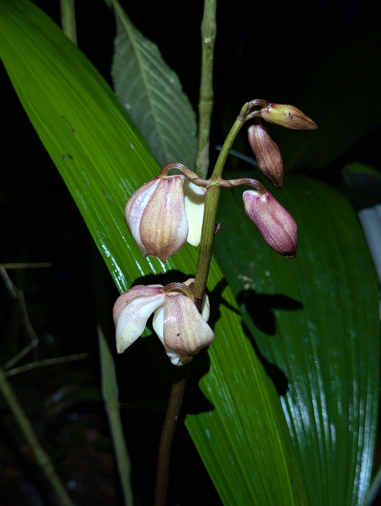 Warrea costaricensis; photograph Benjamin ZELVELDER, CC BY, iNaturalist via GBIF