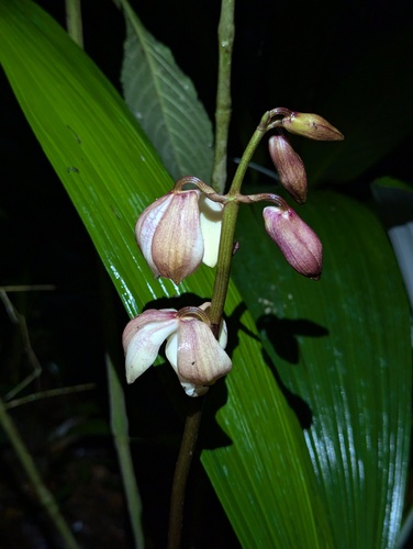 Warrea costaricensis