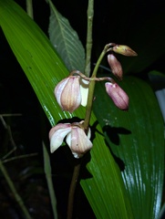 Warrea costaricensis