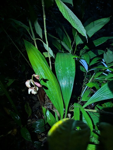 Warrea costaricensis, photograph 1