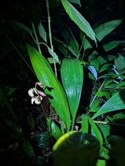 Benjamin ZELVELDER, CC BY, iNaturalist via GBIF Warrea costaricensis, photograph Benjamin ZELVELDER, CC BY, iNaturalist via GBIF