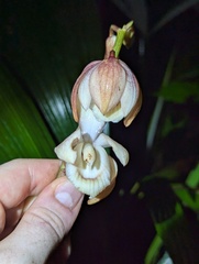 Warrea costaricensis, photograph Benjamin ZELVELDER, CC BY, iNaturalist via GBIF