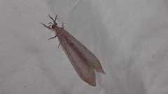 Acanthaclisini