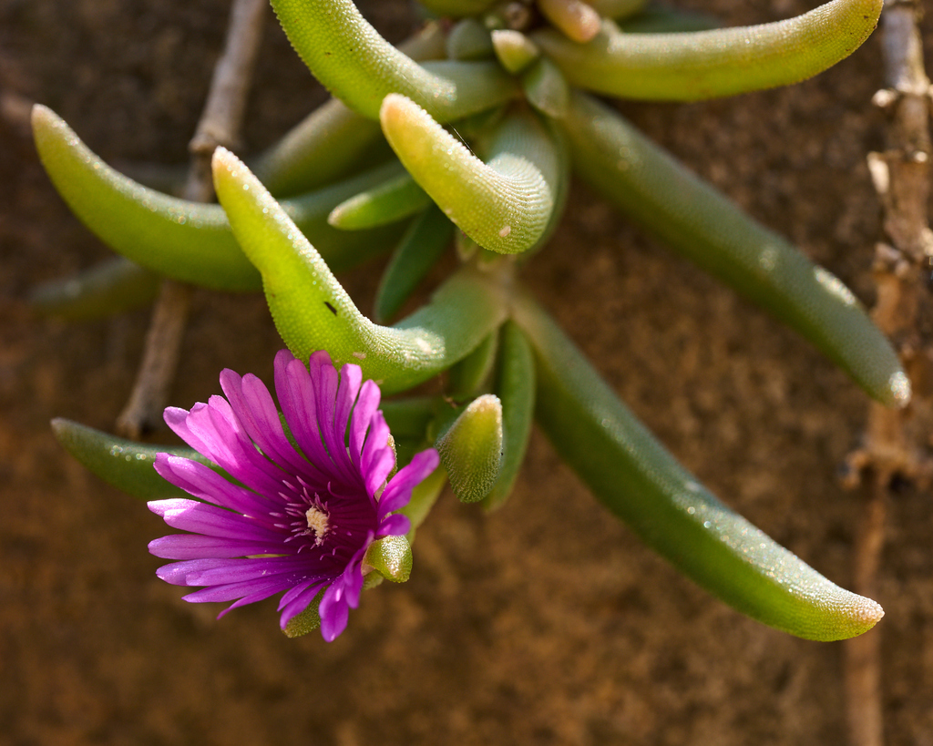 Ruschia diversifolia