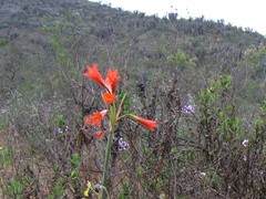 Zephyranthes phycelloides