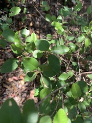 Croton pseudopulchellus