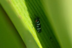 Balacha melanocephala