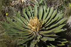 Espeletia guacharaca