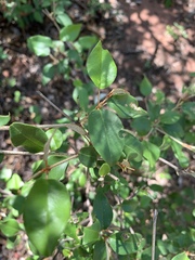 Croton pseudopulchellus
